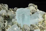 Gemmy Aquamarine Crystals on Muscovite - Museum Quality #238763-5